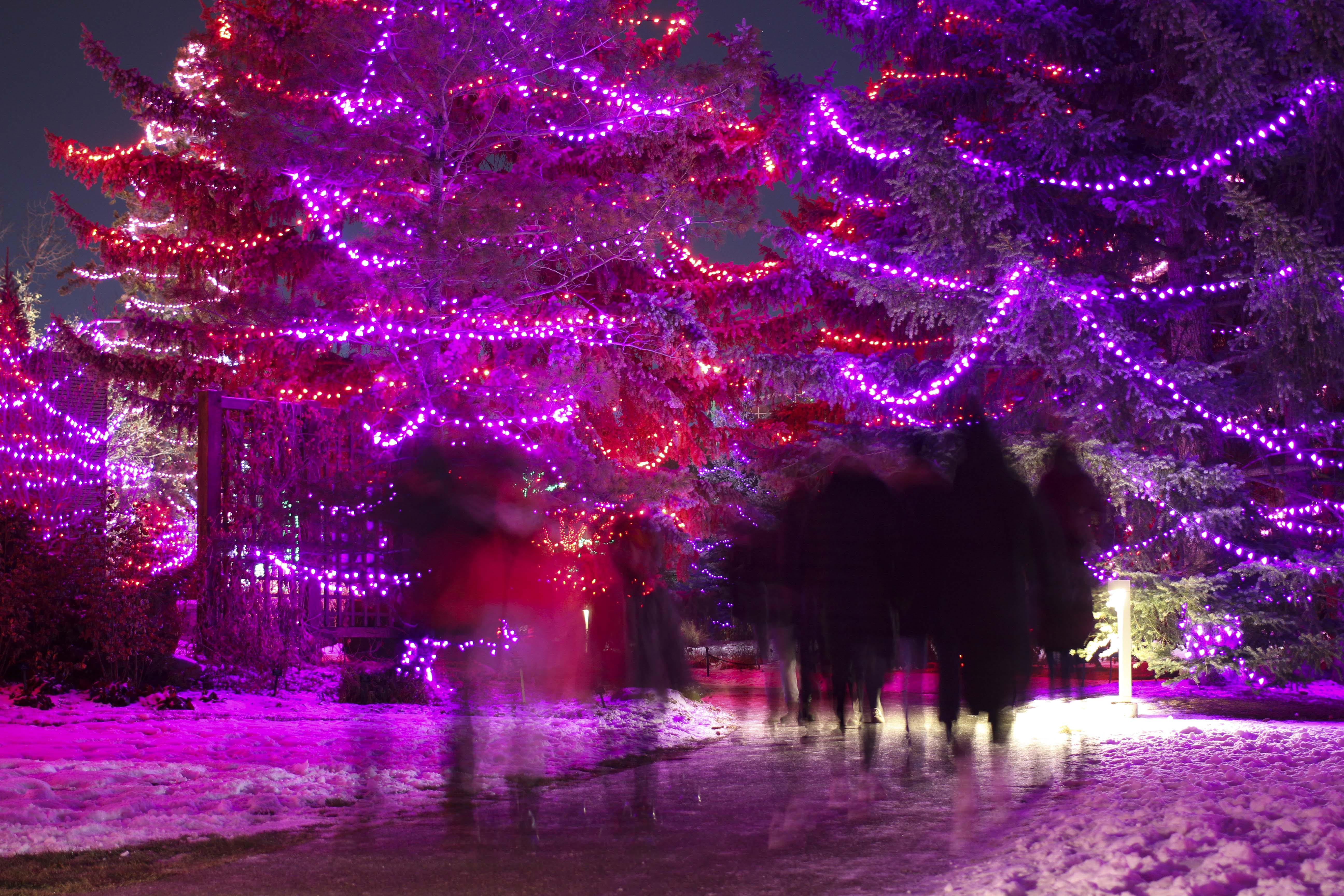The Calgary Zoo continues with the holiday tradition to host the Zoolights amidst the COVID-19 pandemic in Calgary on Friday, Nov. 20, 2020. This is a âlittle bit of normalâ during the pandemic for people to enjoy the holiday in a safe space. (Photo by Meng Wei/The Press)